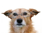 cropped-old-dog-21.png