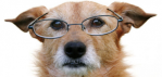 cropped-cropped-cropped-old-dog-glasses900.png